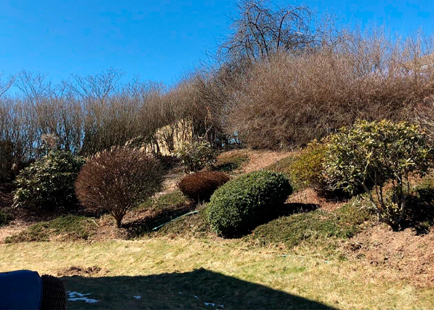 Landscape Work & Maintenance BEFORE AND AFTER