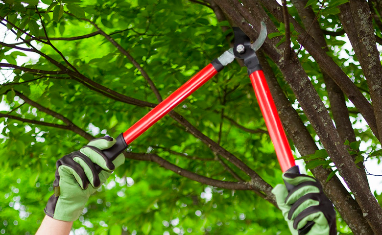 Trimming Services